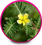 Tribulus - Women Sexual Dysfunction Problems For Australian